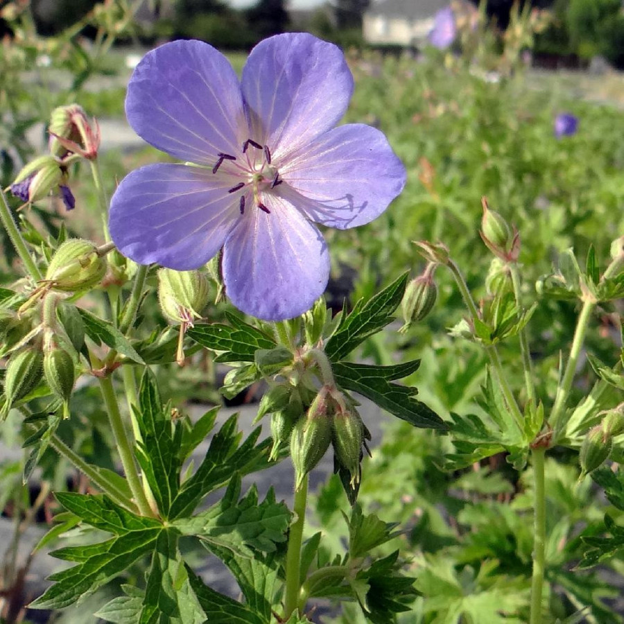 Plantes Vivaces GERANIUM pratense - Géranium des prés en vente - Géranium vivace en vente - Pépinière Lepage .