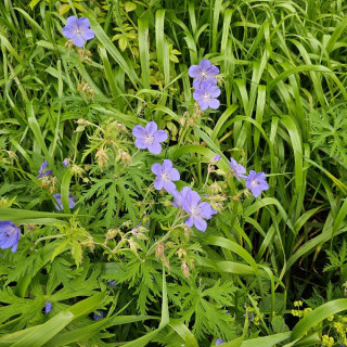Plantes Vivaces GERANIUM pratense - Géranium des prés en vente - Géranium vivace en vente - Pépinière Lepage .