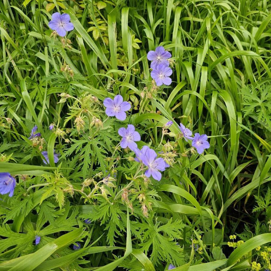 Plantes Vivaces GERANIUM pratense - Géranium des prés en vente - Géranium vivace en vente - Pépinière Lepage .