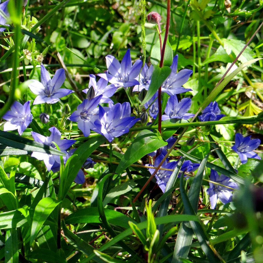 Plantes Vivaces TRITELEIA laxa 'Koningin Fabiola' - Brodiaéa en vente - Pépinière Lepage .
