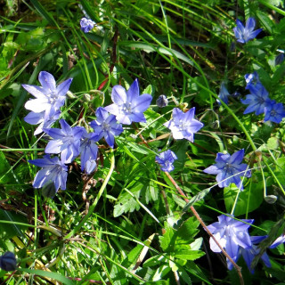 Plantes Vivaces TRITELEIA laxa 'Koningin Fabiola' - Brodiaéa en vente - Pépinière Lepage .