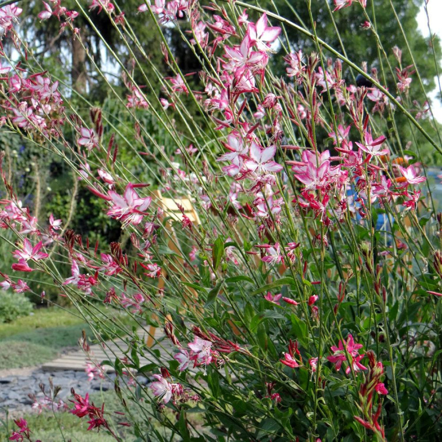 Plantes Vivaces GAURA lindheimeri 'Rosyjane' ® en vente - Pépinière Lepage .