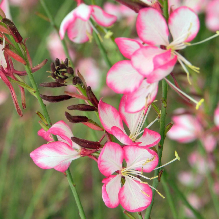 Plantes Vivaces GAURA lindheimeri 'Rosyjane' ® en vente - Pépinière Lepage .