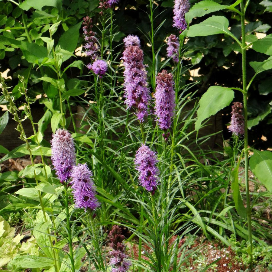 Plantes Vivaces LIATRIS spicata - Plume du Kansas en vente - Pépinière Lepage .