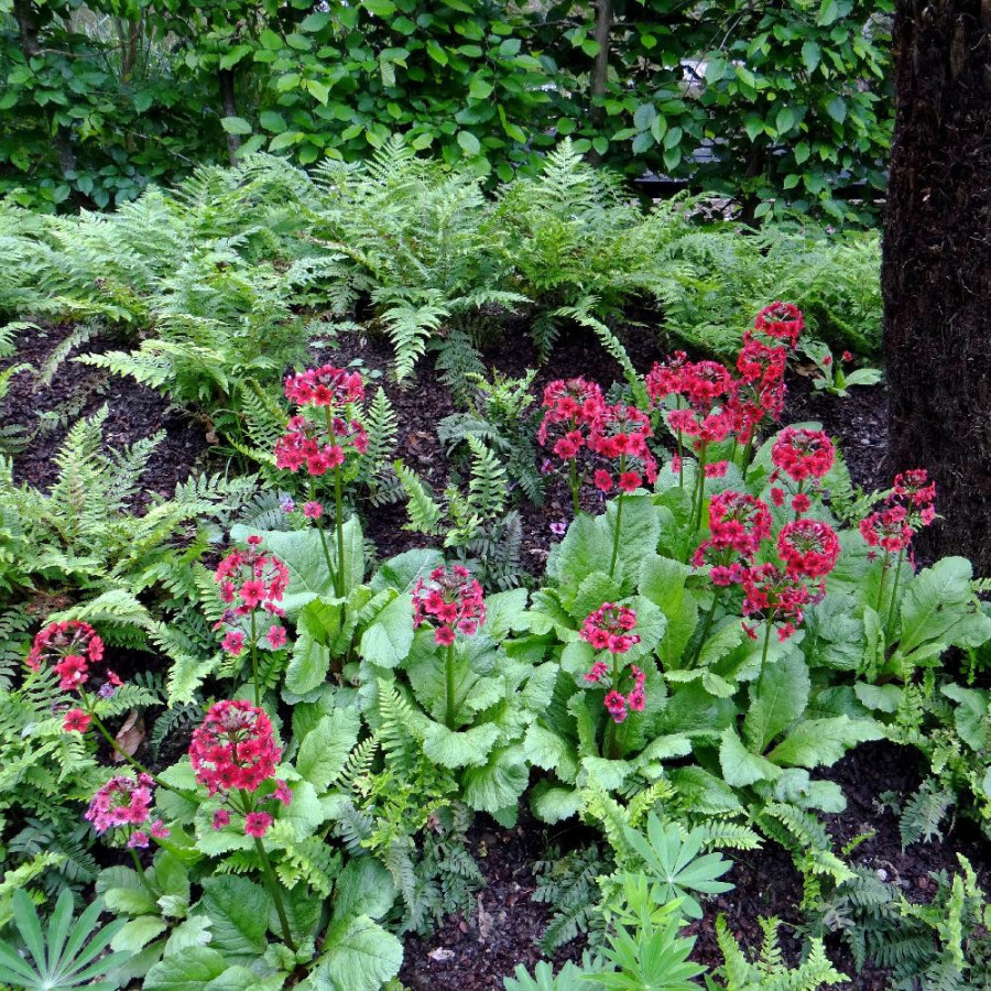 Plantes Vivaces PRIMULA japonica - Primevère en vente - Primevère du Japon en vente - Pépinière Lepage .
