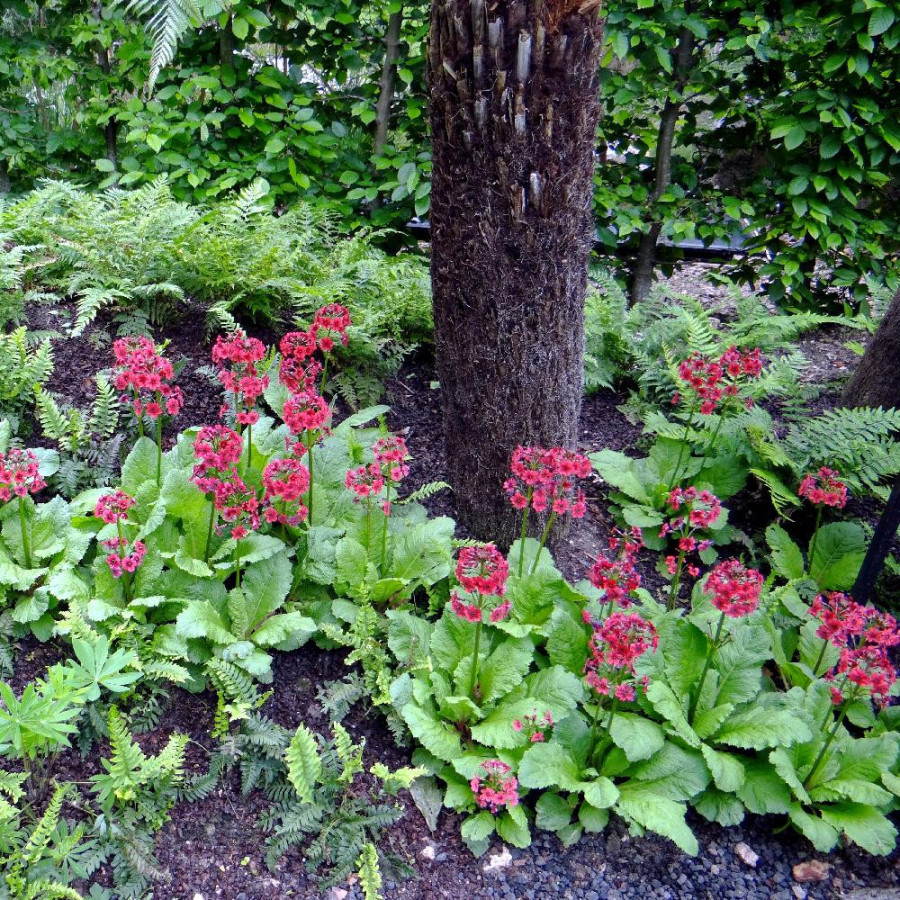 Plantes Vivaces PRIMULA japonica - Primevère en vente - Primevère du Japon en vente - Pépinière Lepage .