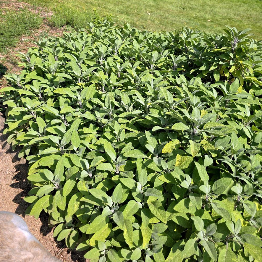 Plantes Vivaces SALVIA officinalis - Sauge en vente - Sauge officinale en vente - Pépinière Lepage .