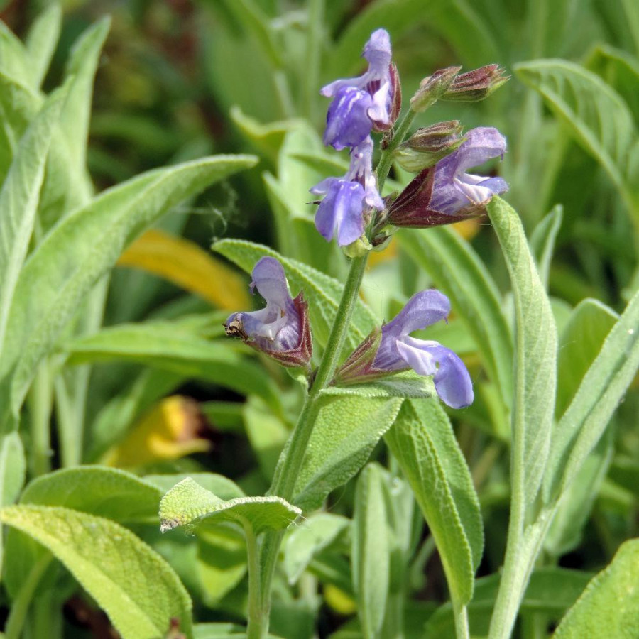 Plantes Vivaces SALVIA officinalis - Sauge en vente - Sauge officinale en vente - Pépinière Lepage .