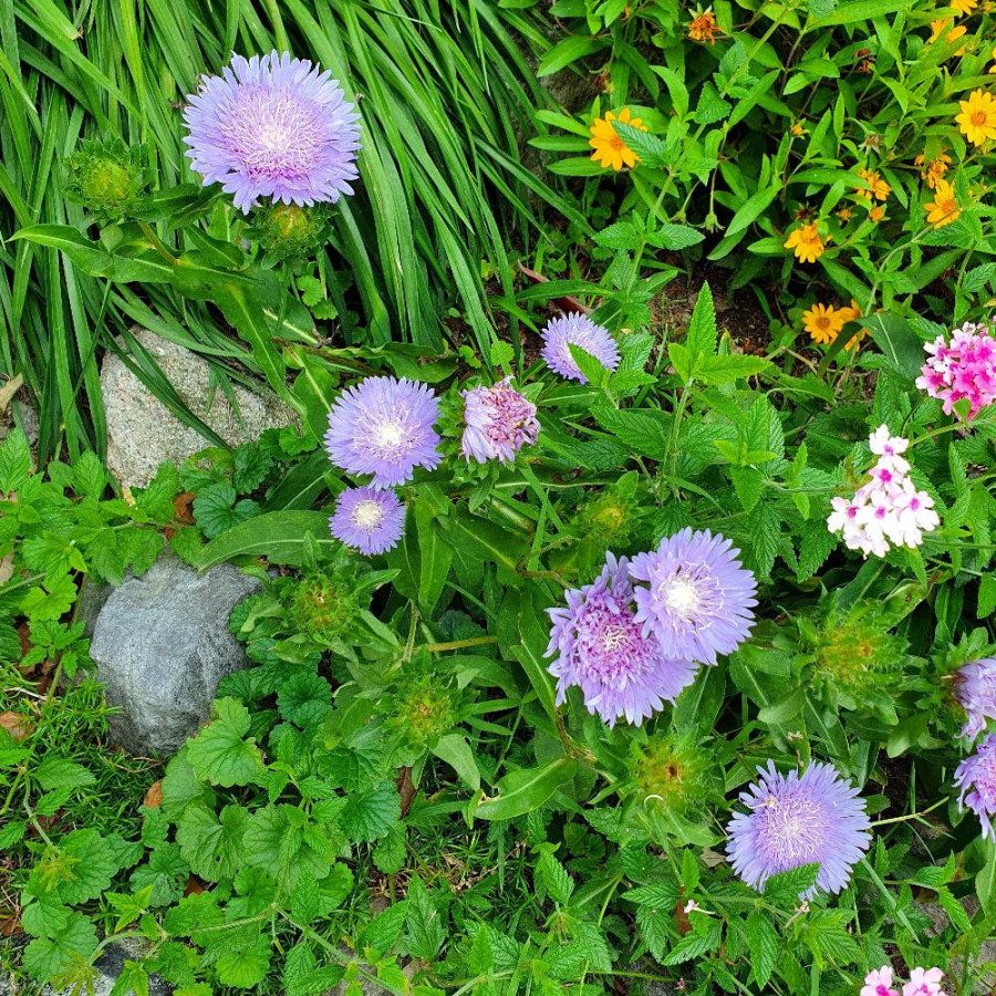 Plantes Vivaces STOKESIA laevis 'Blue Star' - Aster de Chine en vente - Bleuet d'Amérique en vente - Pépinière Lepage .