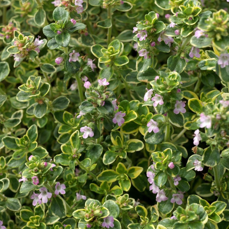 Plantes Vivaces THYMUS citriodorus 'Variegatus' - Thym en vente - Thym citron en vente - Pépinière Lepage .