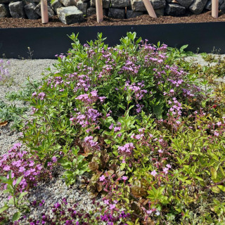 Plantes Vivaces SAPONARIA ocymoides - Saponaire en vente - Pépinière Lepage .