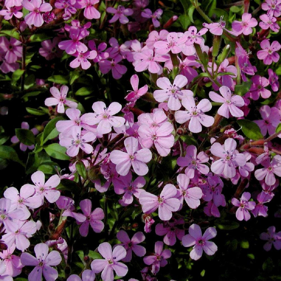 Plantes Vivaces SAPONARIA ocymoides - Saponaire en vente - Pépinière Lepage .