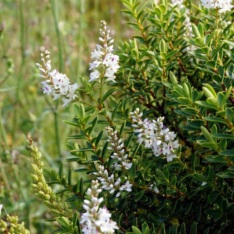 Plantes Vivaces HEBE traversii - Véronique arbustive en vente - Pépinière Lepage .
