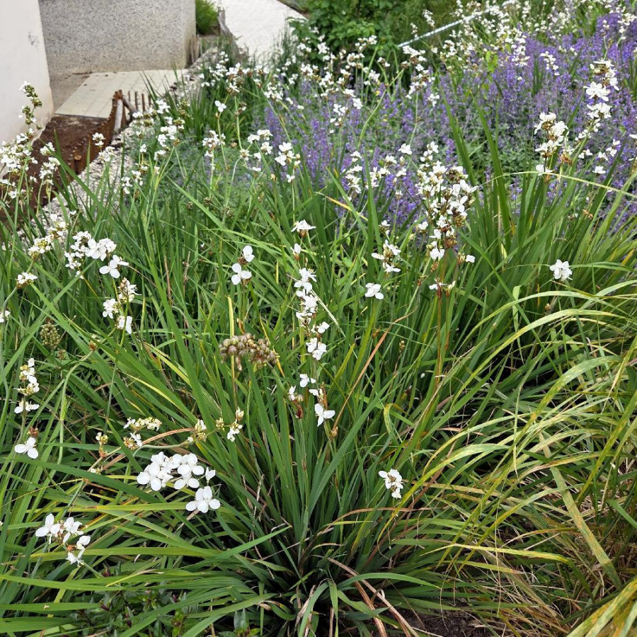Plantes Vivaces LIBERTIA formosa en vente - Pépinière Lepage .