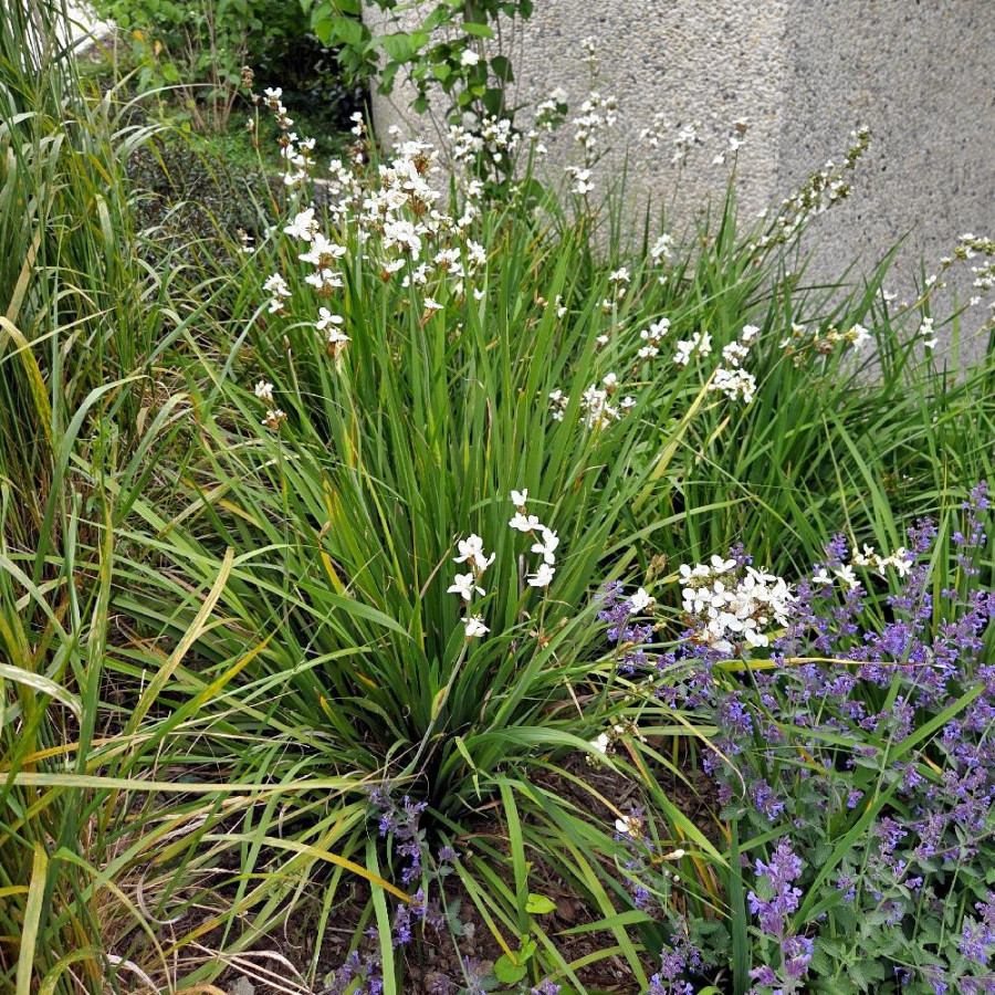 Plantes Vivaces LIBERTIA formosa en vente - Pépinière Lepage .