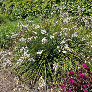 Plantes Vivaces LIBERTIA formosa en vente - Pépinière Lepage .