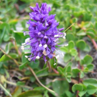 VERONICA allionii