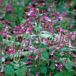 PENSTEMON smallii