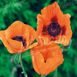 PAPAVER orientale 'Prince of Orange'