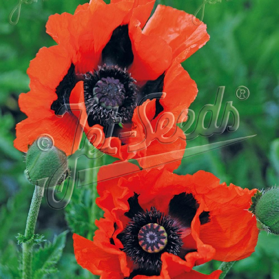 PAPAVER orientale 'Brilliant'