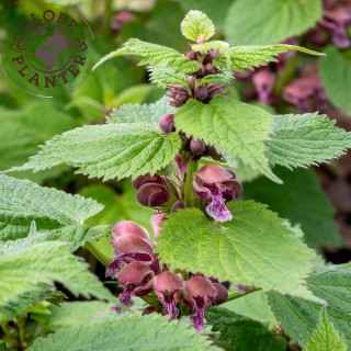 LAMIUM orvala
