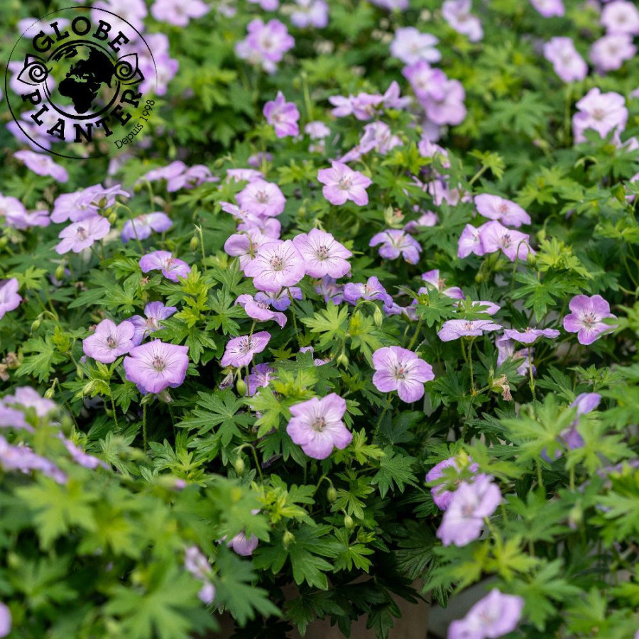 GERANIUM sanguineum 'Frivolius Lilac' ®
