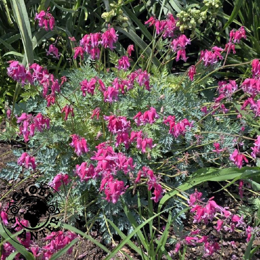 DICENTRA 'Passion Hearts'