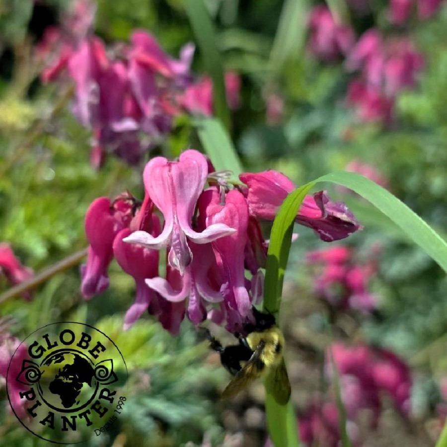 DICENTRA 'Passion Hearts'