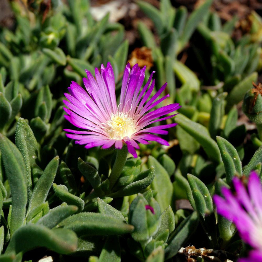 DELOSPERMA cooperi 'Table Mountain'
