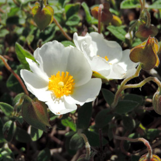 CISTUS salviifolius