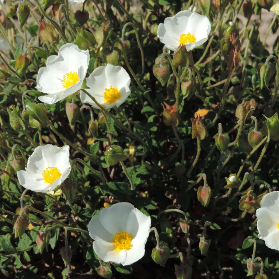 CISTUS salviifolius