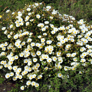 CISTUS salviifolius