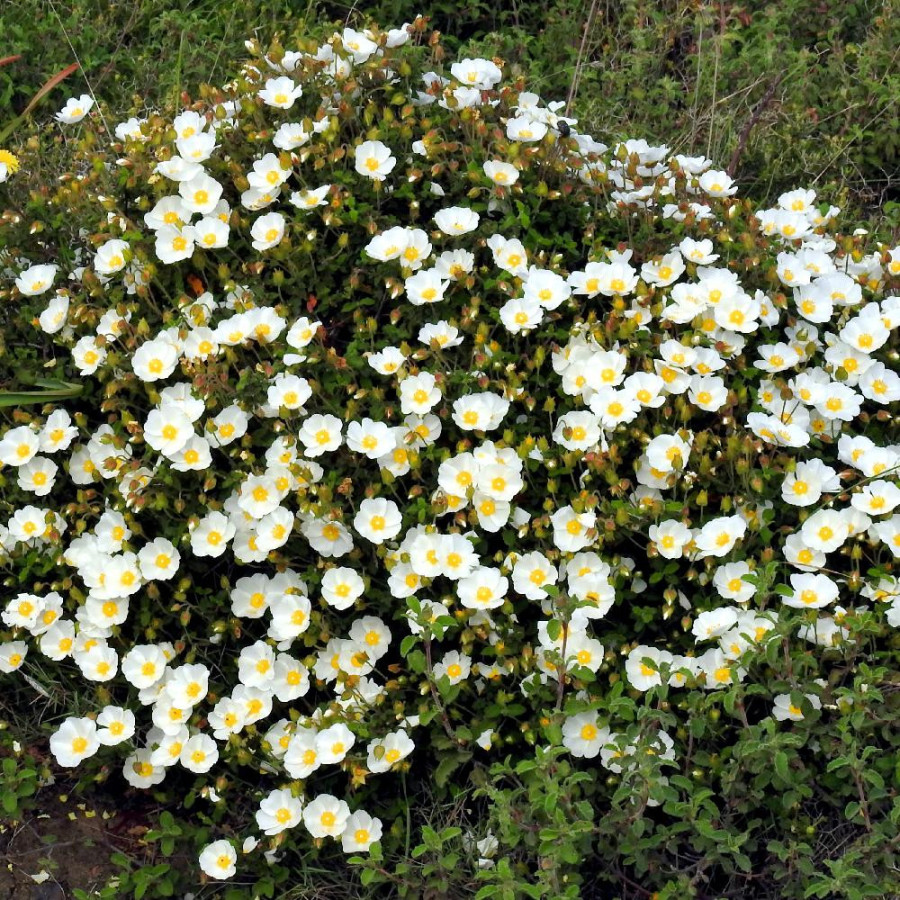 CISTUS salviifolius