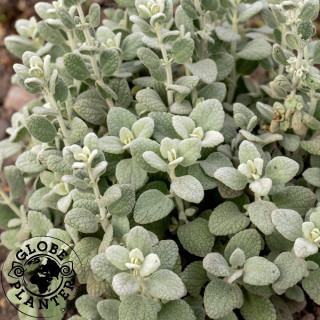 BALLOTA pseudodictamnus 'Compact Form'