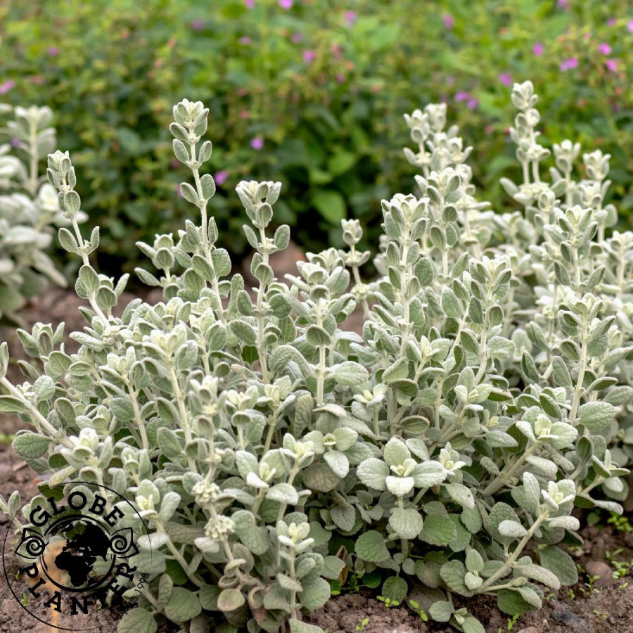 BALLOTA pseudodictamnus 'Compact Form'