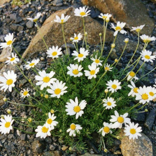 ANTHEMIS cretica