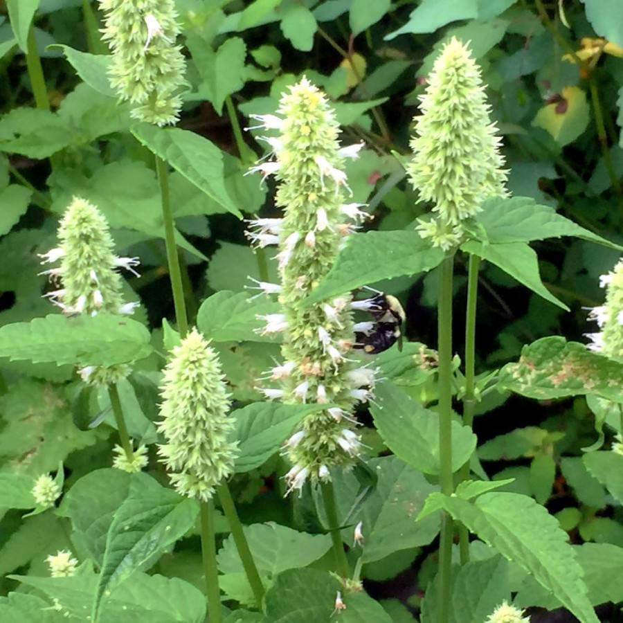 AGASTACHE nepetoides