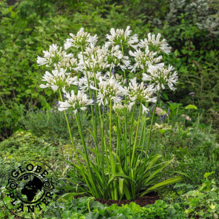 AGAPANTHUS 'Lady Lauren' ®