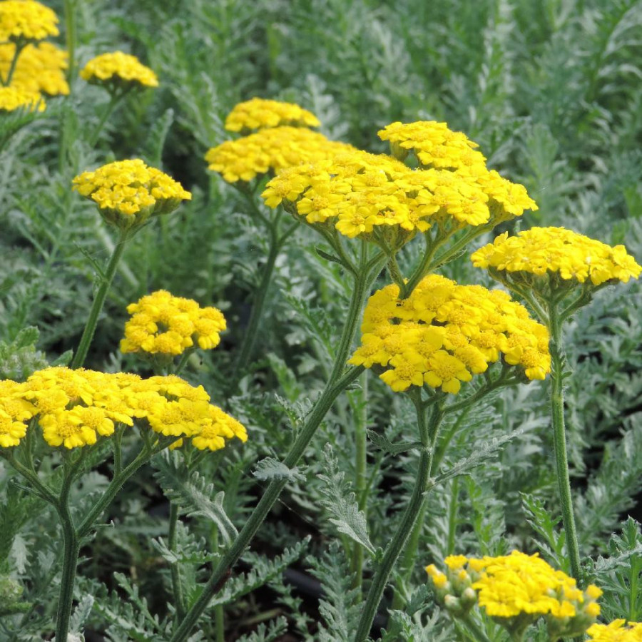 ACHILLEA millefolium 'Little Moonshine' ®