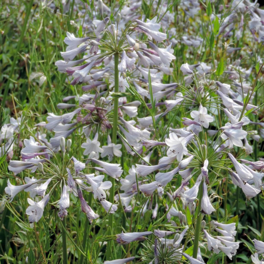 AGAPANTHUS 'Silberpfeil'