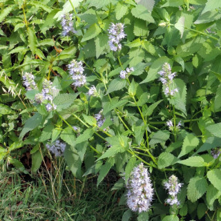 AGASTACHE 'After Eight'