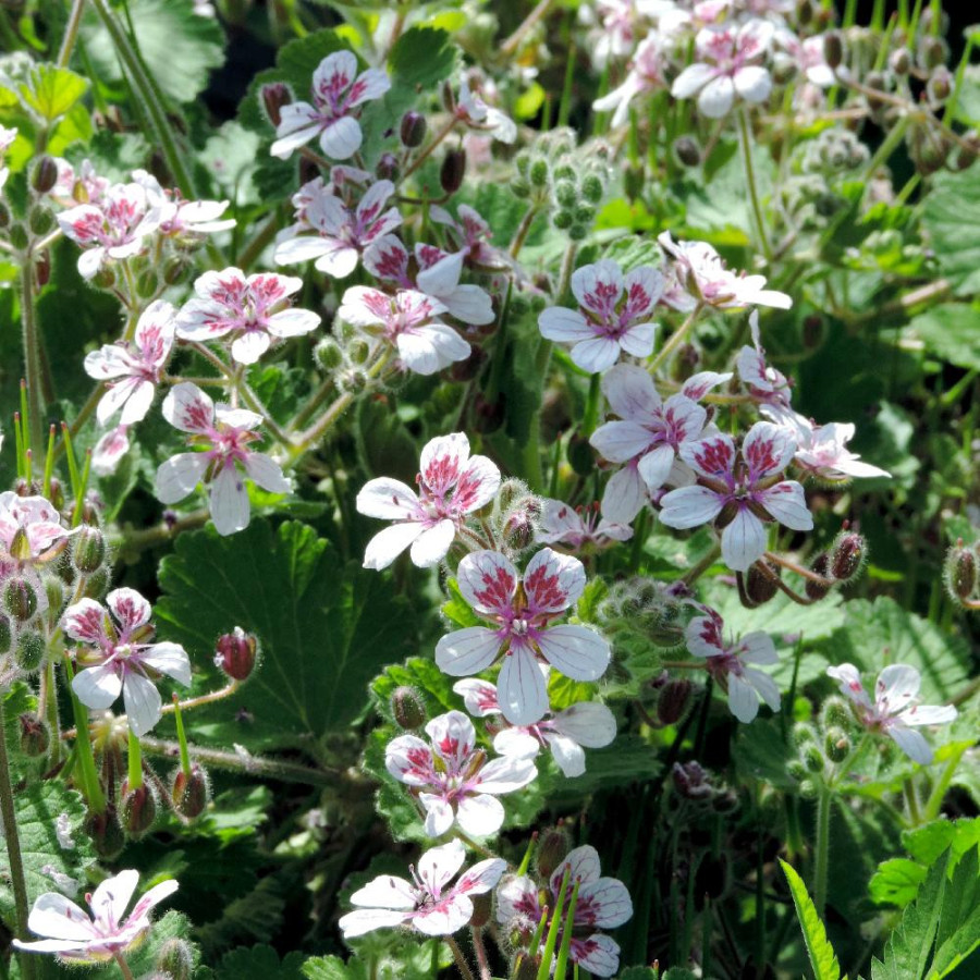 ERODIUM pelargoniflorum 'Sweetheart'