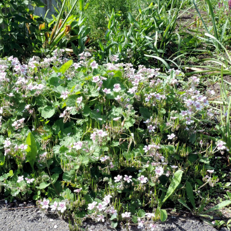 ERODIUM pelargoniflorum 'Sweetheart'