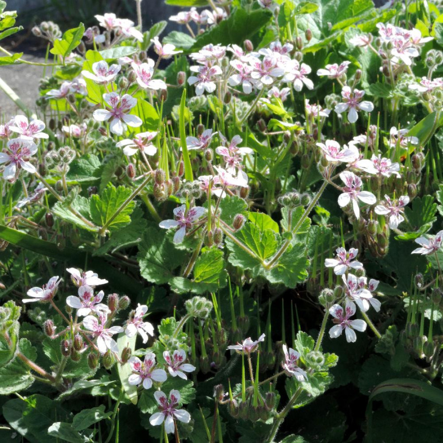 ERODIUM pelargoniflorum 'Sweetheart'