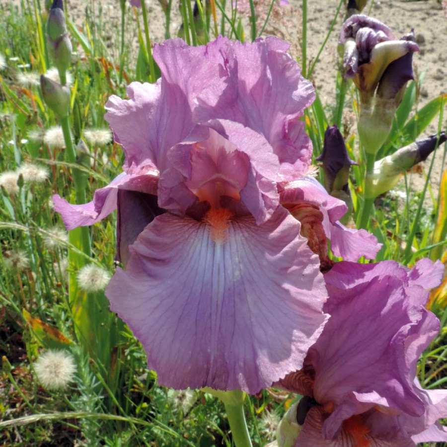 IRIS b-e 'Rancho Rose'
