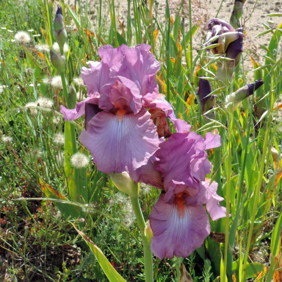 IRIS b-e 'Rancho Rose'