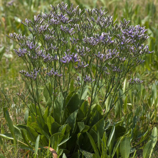 LIMONIUM vulgare