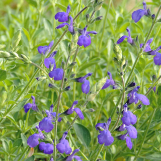 SALVIA greggii 'Blue Note' ®
