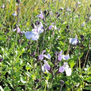 SALVIA microphylla 'So Cool Pale Blue'®