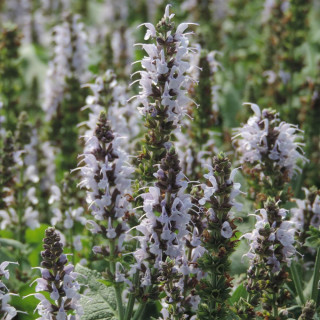SALVIA nemorosa 'Bumblesky'